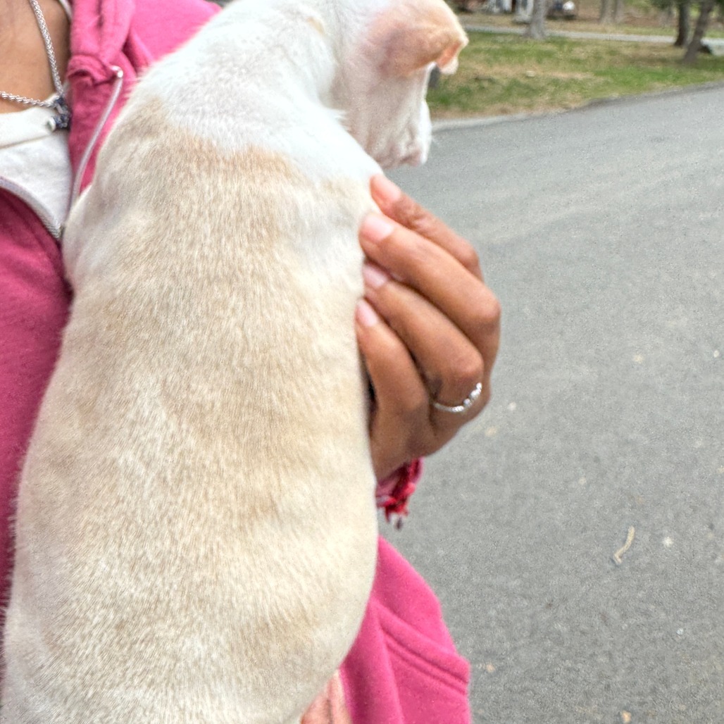 NY Ares (Foster in Yorktown)