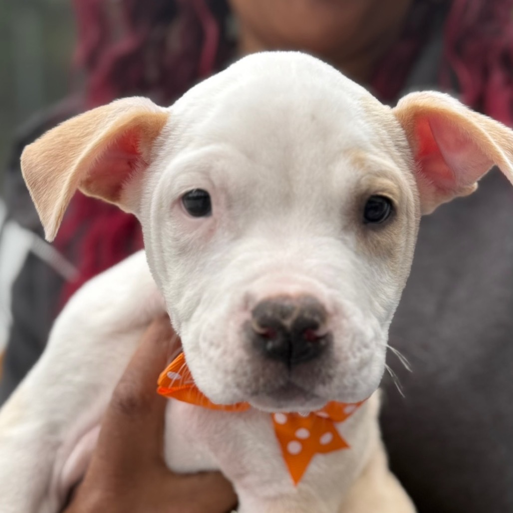 NY Ares (Foster in Yorktown)