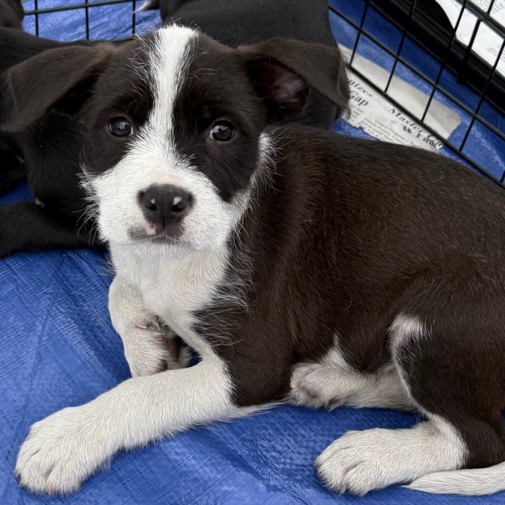 NY Marvin (Foster in Carmel)