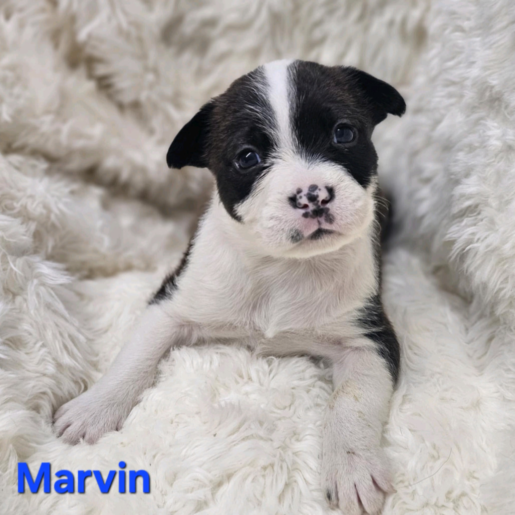 NY Marvin (Foster in Carmel)