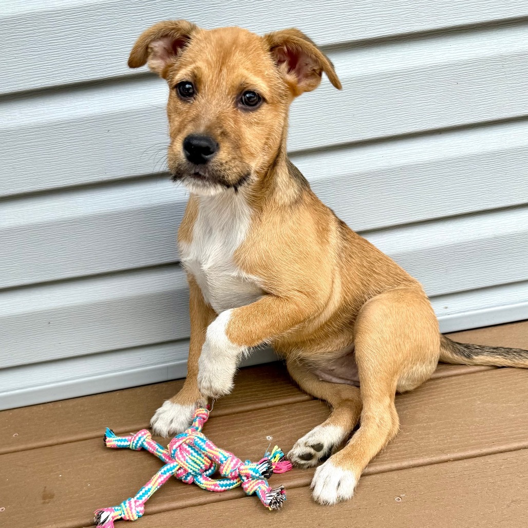 NY Maizy (Foster in Carmel)