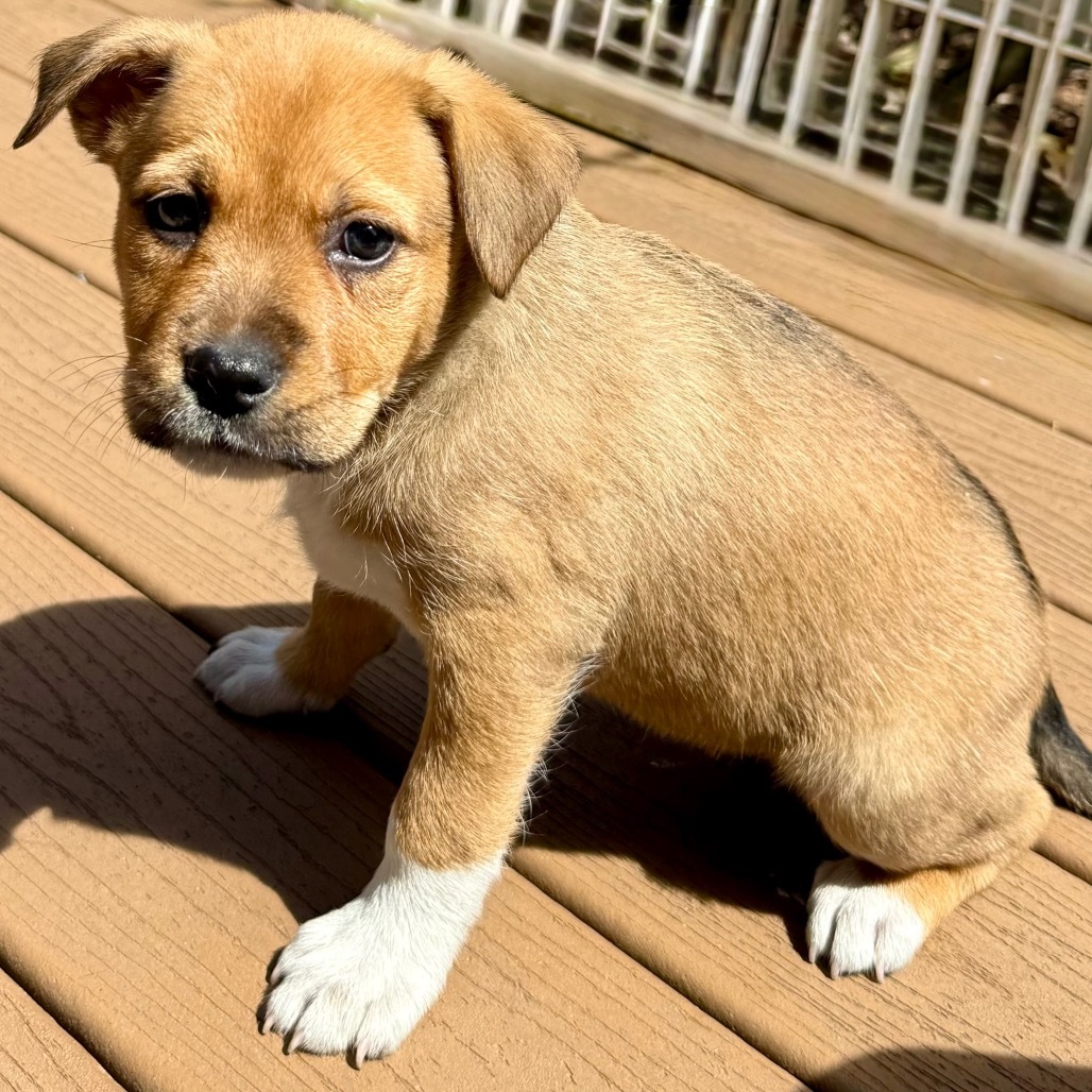 NY Maizy (Foster in Carmel)