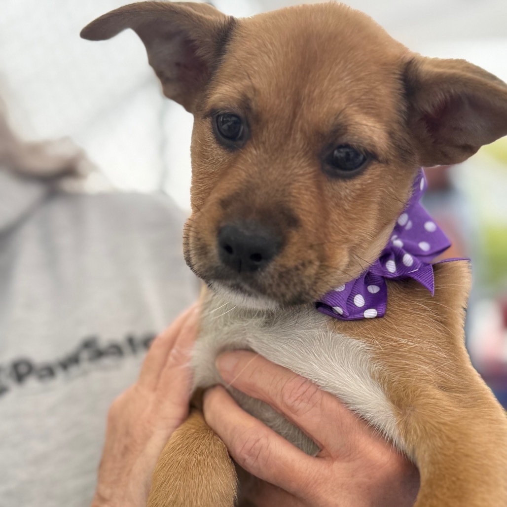 NY Maizy (Foster in Carmel)