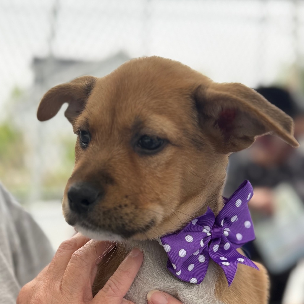 NY Maizy (Foster in Carmel)