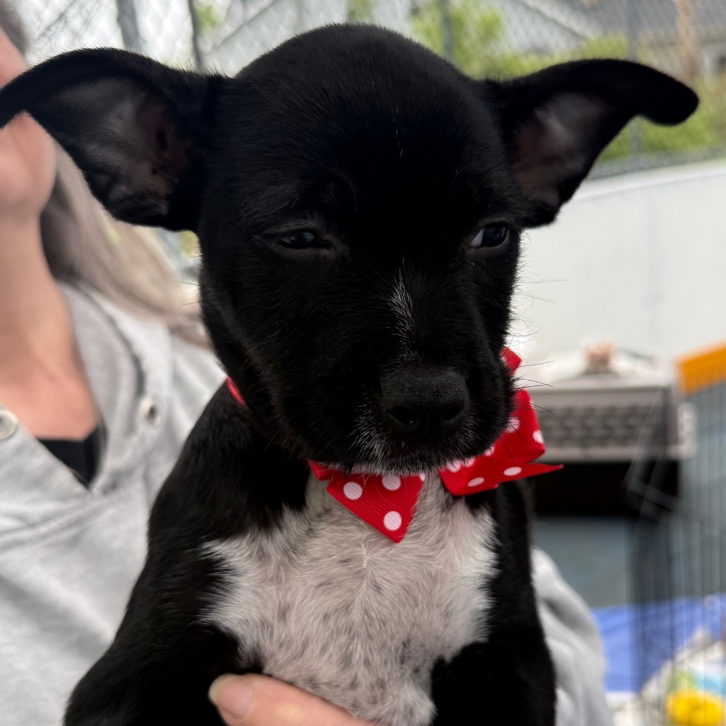 NY Mario (Foster in Carmel)