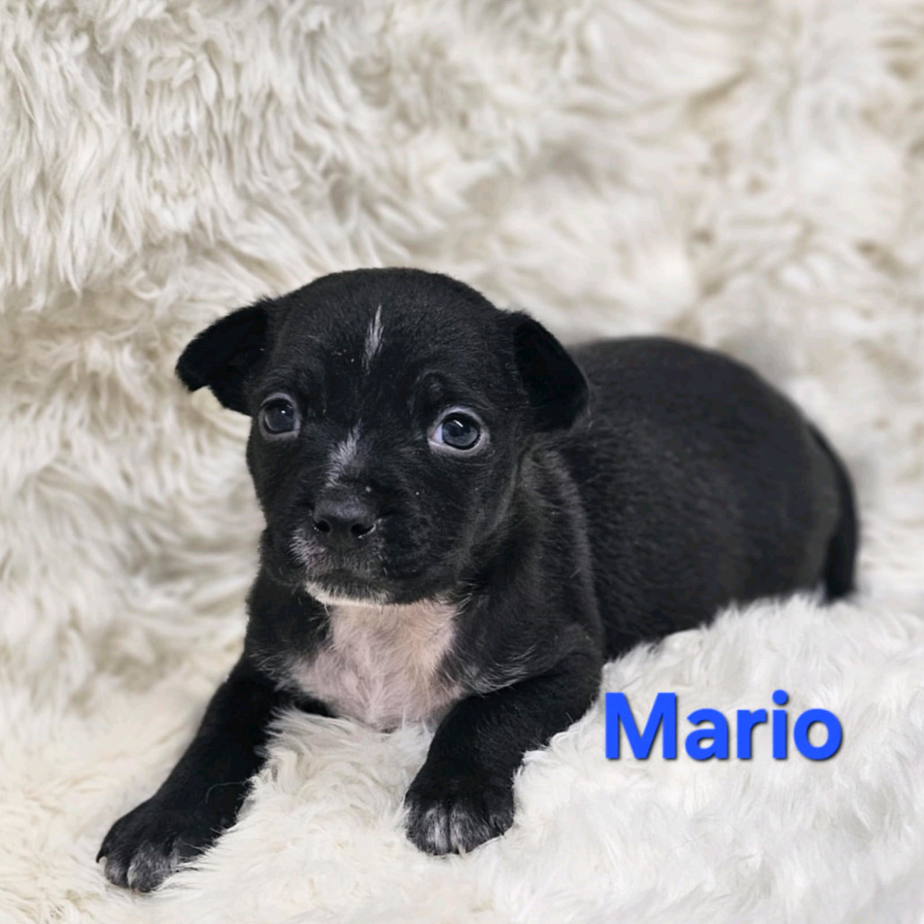 NY Mario (Foster in Carmel)