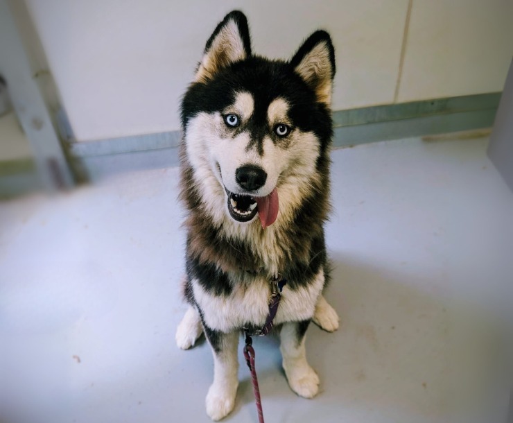 Ratio, an adoptable Husky in Sultan, WA, 98294 | Photo Image 1
