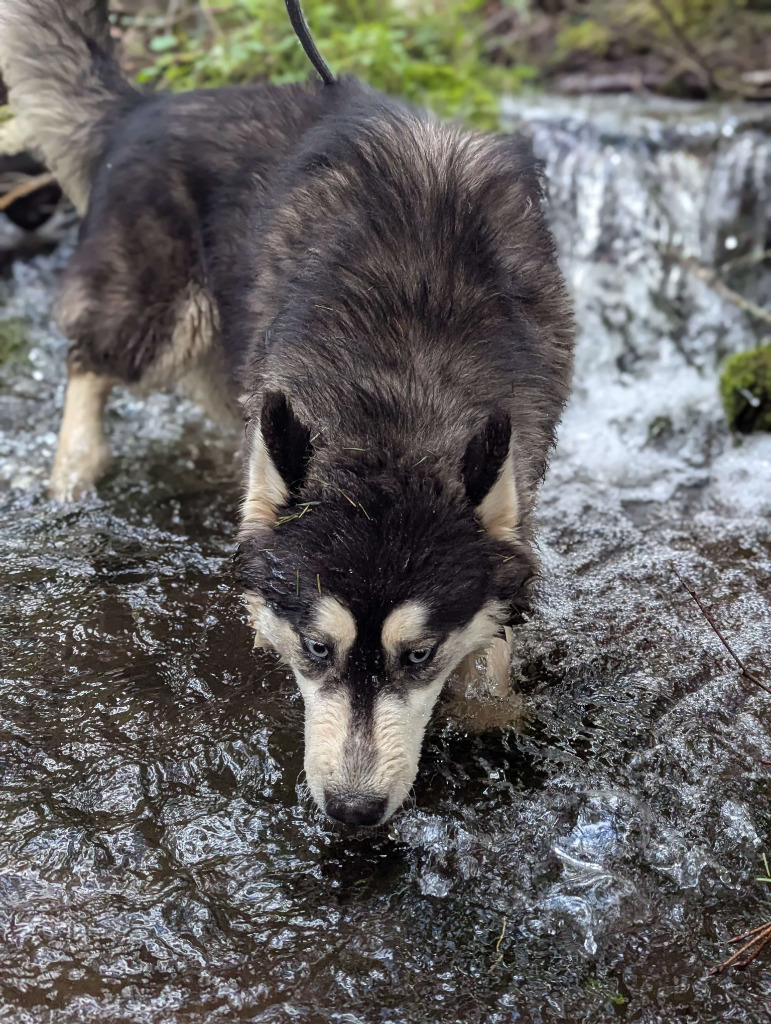 Ratio, an adoptable Husky in Sultan, WA, 98294 | Photo Image 2