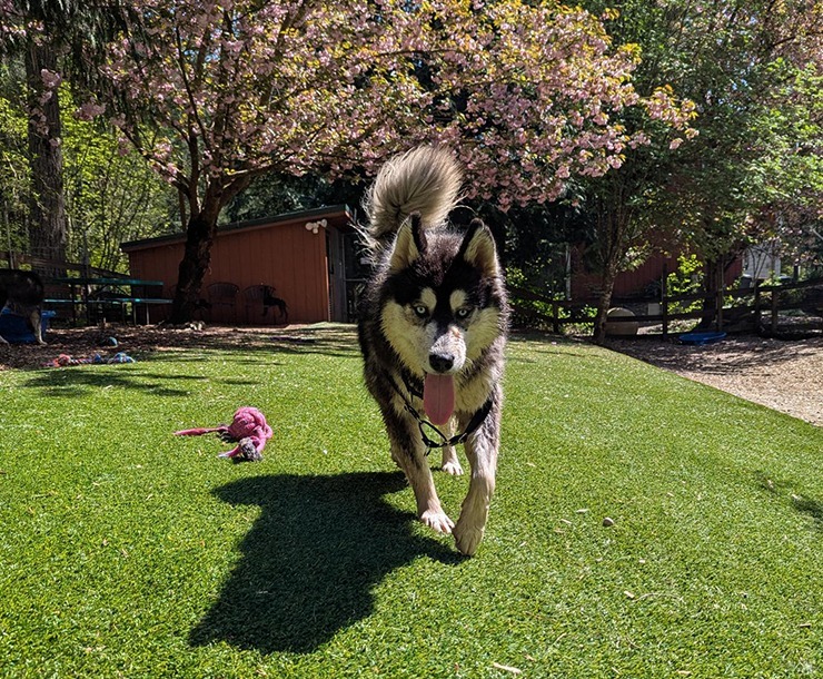 Ratio, an adoptable Husky in Sultan, WA, 98294 | Photo Image 3