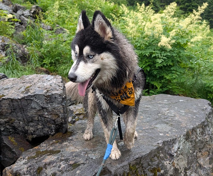 Ratio, an adoptable Husky in Sultan, WA, 98294 | Photo Image 5