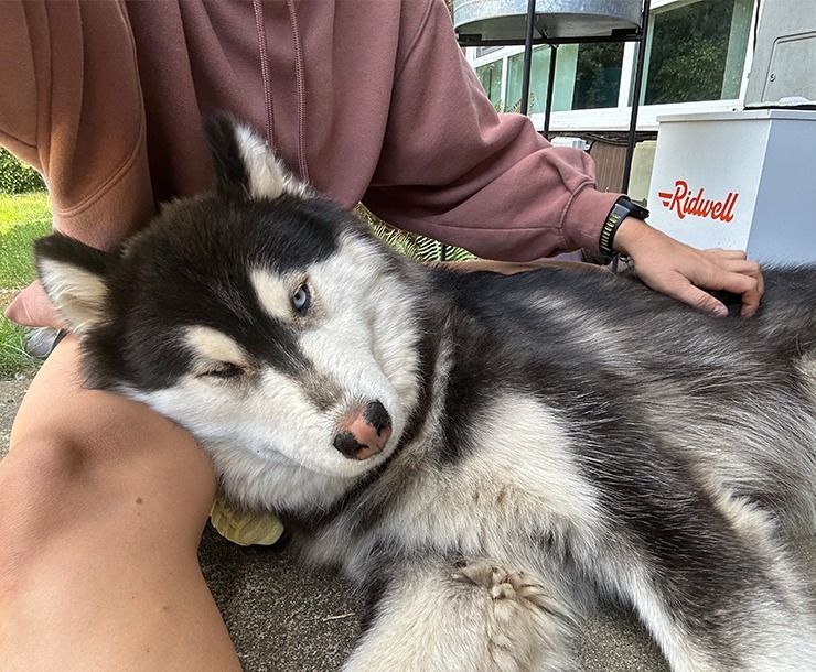 Aspect, an adoptable Husky in Sultan, WA, 98294 | Photo Image 1