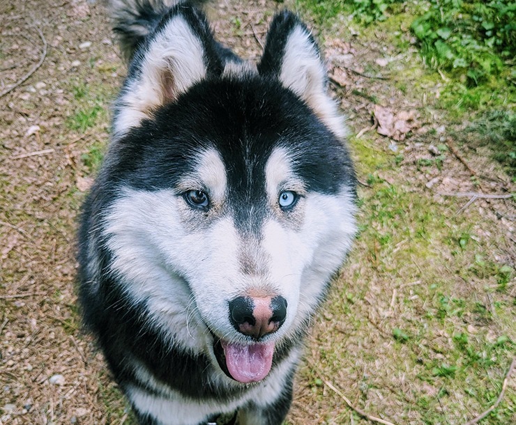 Aspect, an adoptable Husky in Sultan, WA, 98294 | Photo Image 3