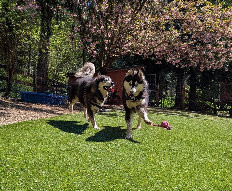 Aspect, an adoptable Husky in Sultan, WA, 98294 | Photo Image 4