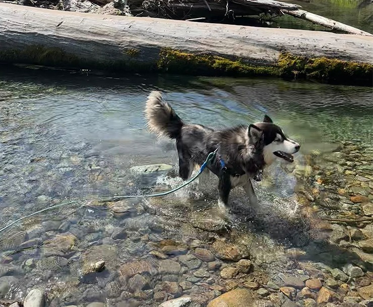 Aspect, an adoptable Husky in Sultan, WA, 98294 | Photo Image 5