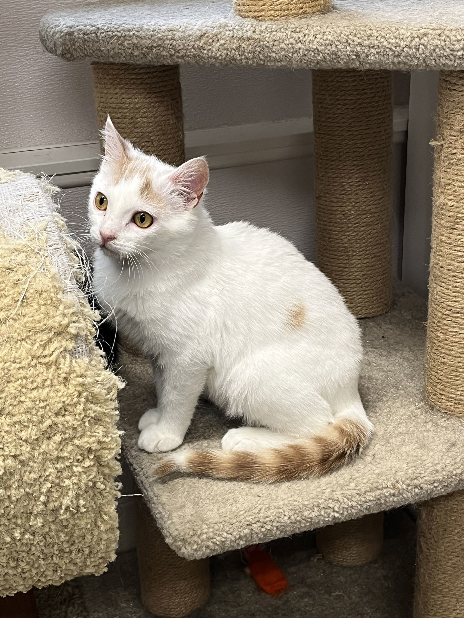 Blaze, an adoptable Domestic Short Hair in Emmett, ID, 83617 | Photo Image 1