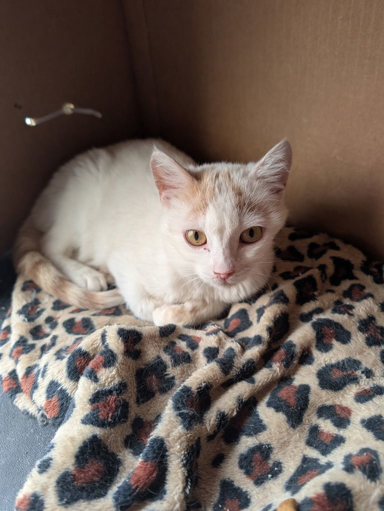 Blaze, an adoptable Domestic Short Hair in Emmett, ID, 83617 | Photo Image 2
