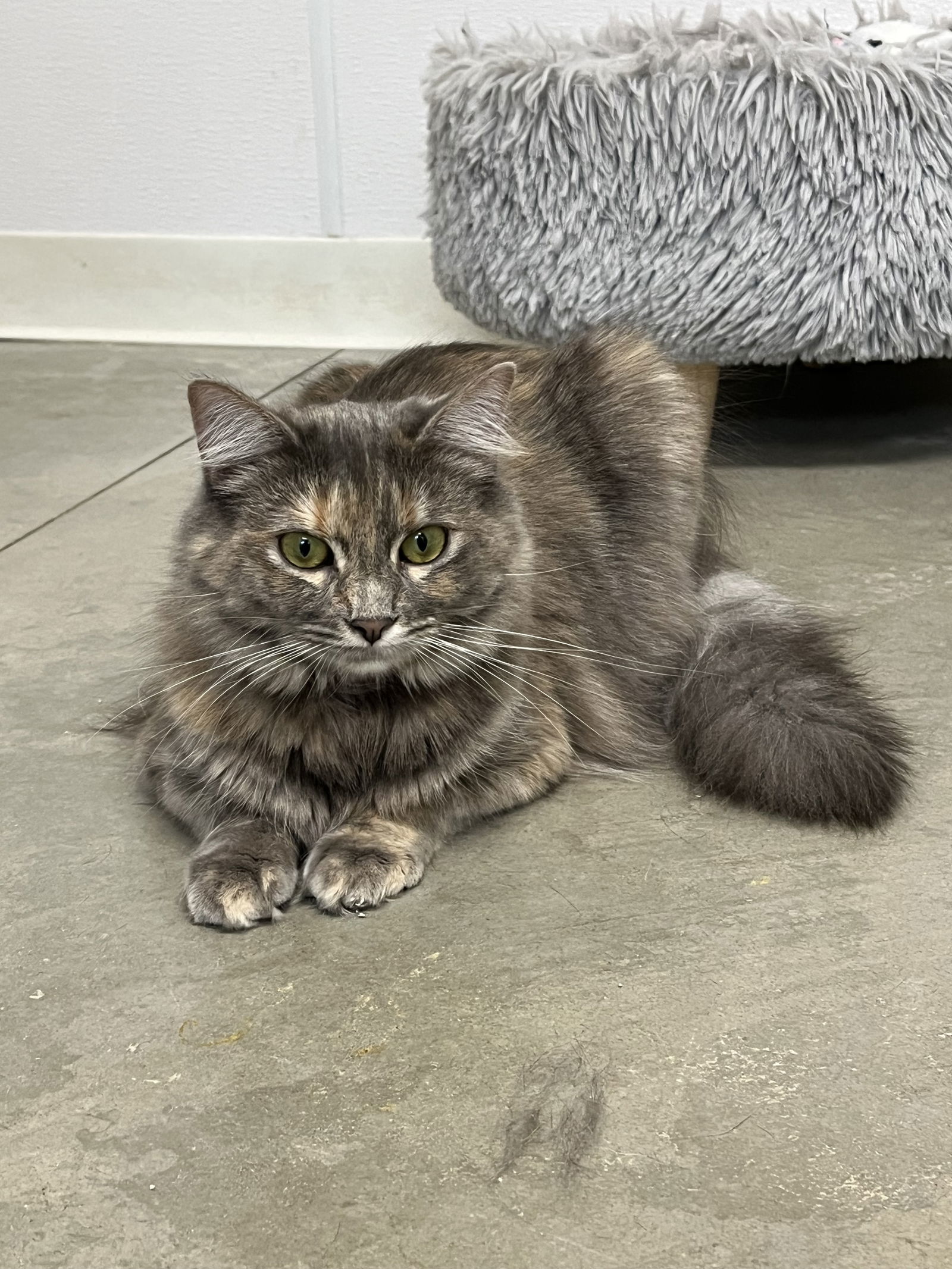 Indica, an adoptable Domestic Long Hair in Emmett, ID, 83617 | Photo Image 1