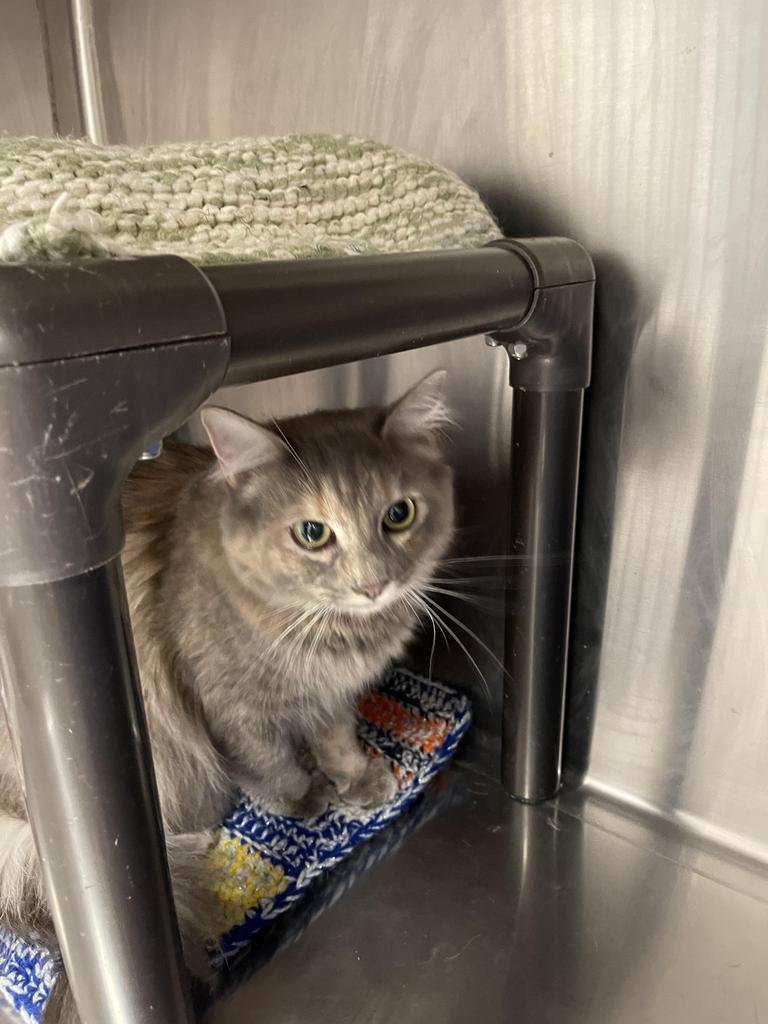 Indica, an adoptable Domestic Long Hair in Emmett, ID, 83617 | Photo Image 2