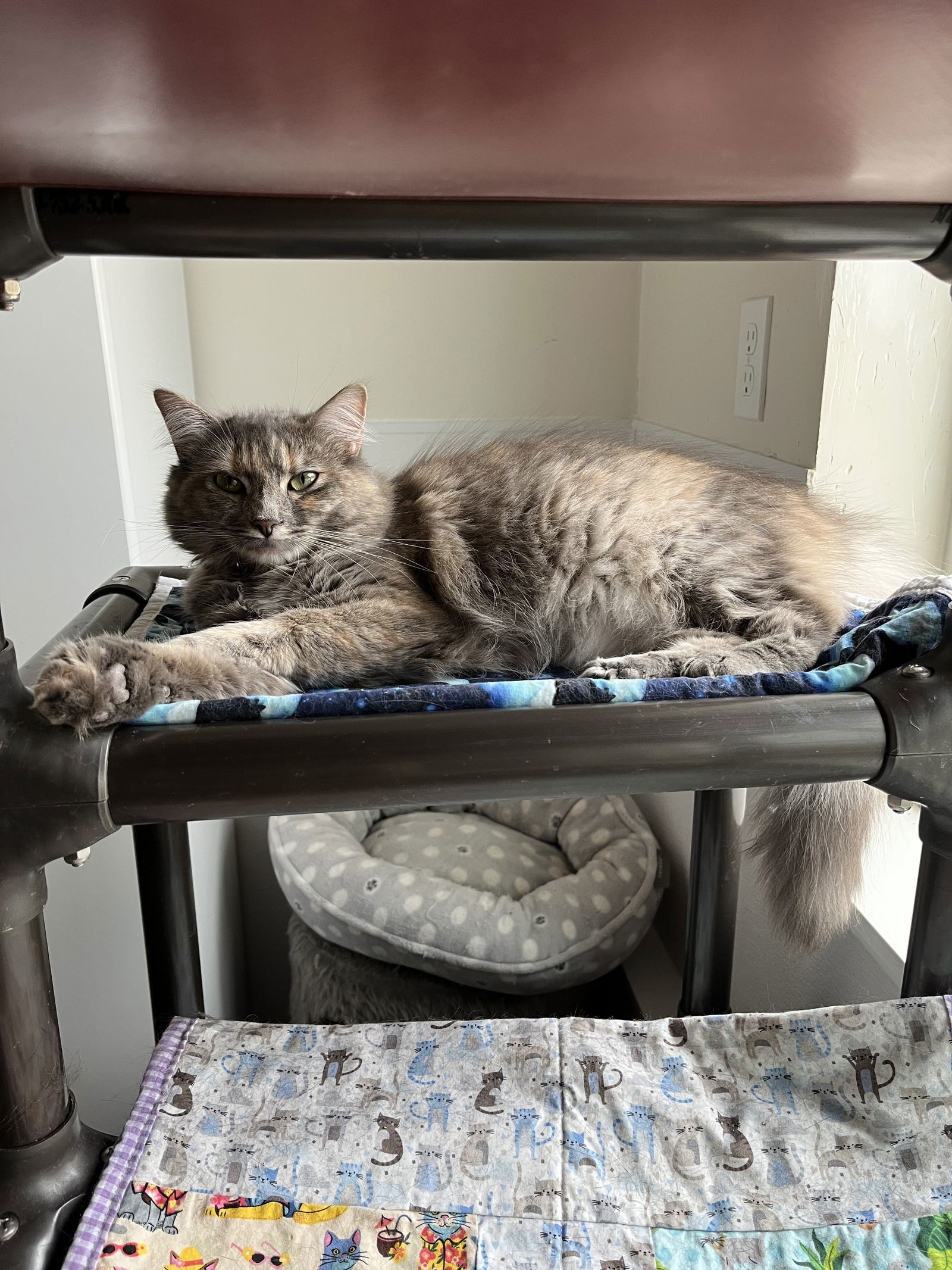 Indica, an adoptable Domestic Long Hair in Emmett, ID, 83617 | Photo Image 3
