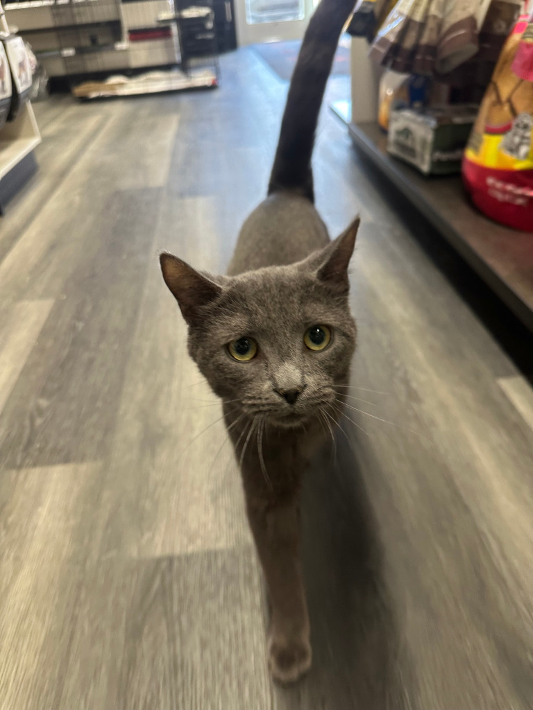 Buster, an adoptable Domestic Short Hair in Calgary, AB, T3S 0C5 | Photo Image 5
