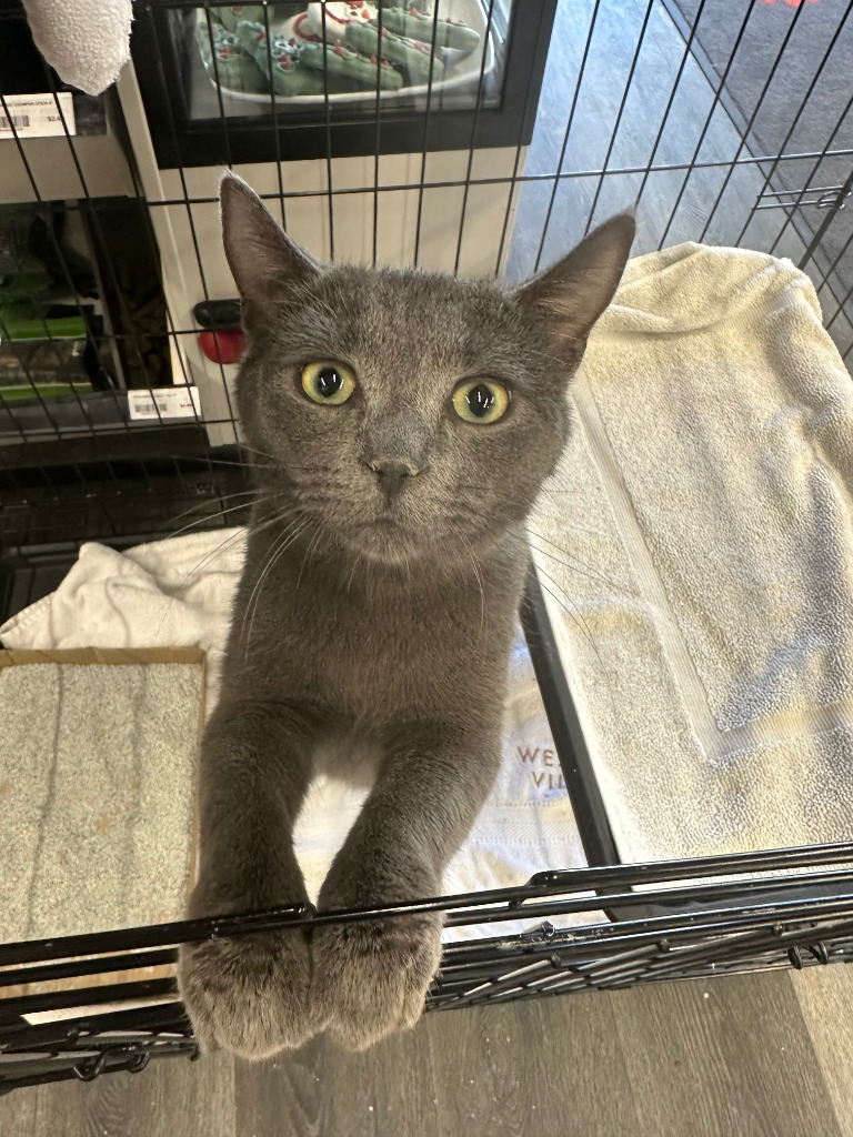 Buster, an adoptable Domestic Short Hair in Calgary, AB, T3S 0C5 | Photo Image 6