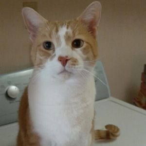 Tiger, Senior Male Domestic Short Hair