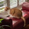 Tiger photo 3