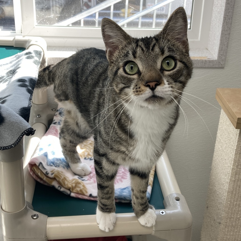 Stewie, an adoptable Domestic Short Hair in St. Helena, CA, 94574 | Photo Image 1
