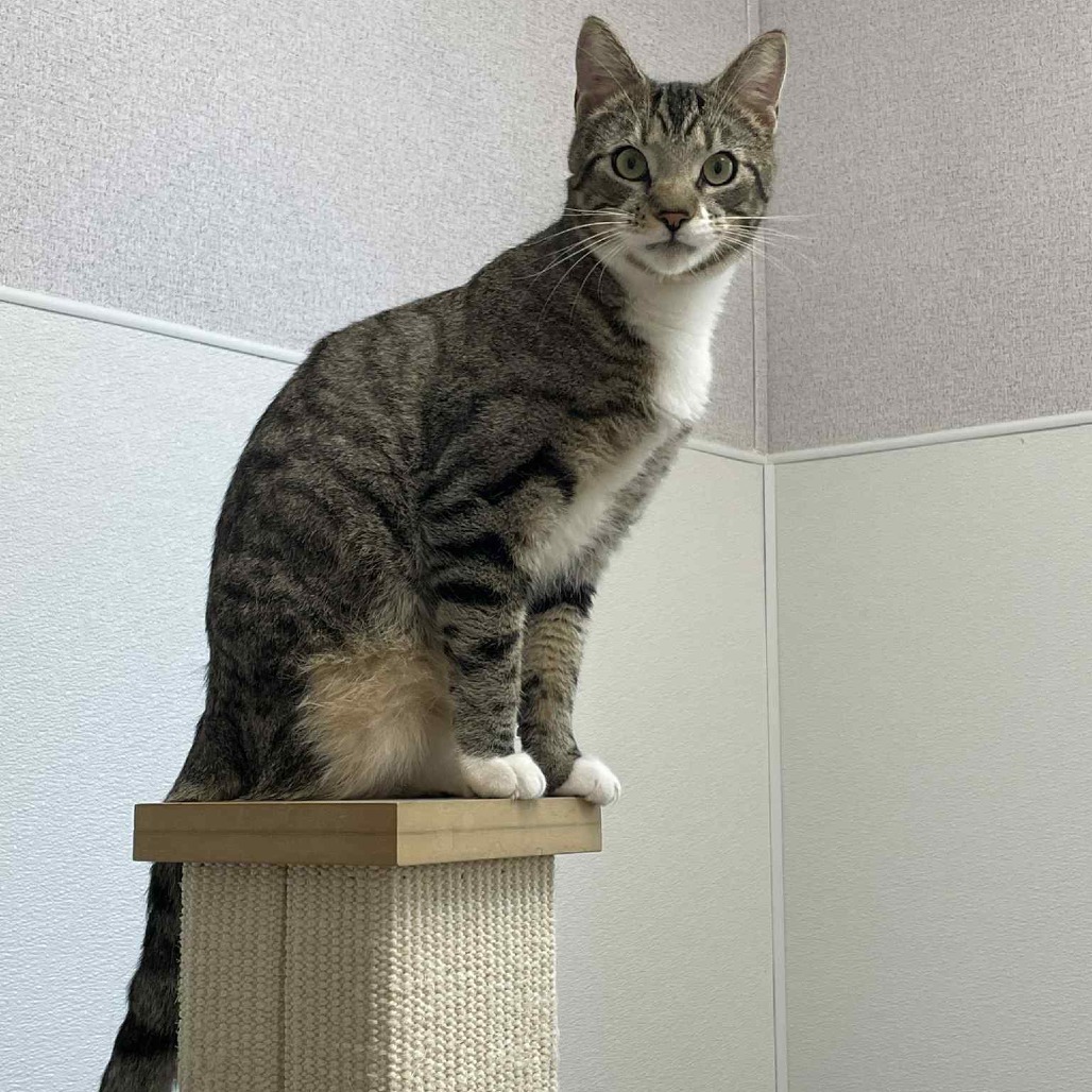 Stewie, an adoptable Domestic Short Hair in St. Helena, CA, 94574 | Photo Image 2