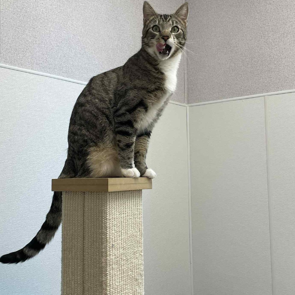 Stewie, an adoptable Domestic Short Hair in St. Helena, CA, 94574 | Photo Image 3