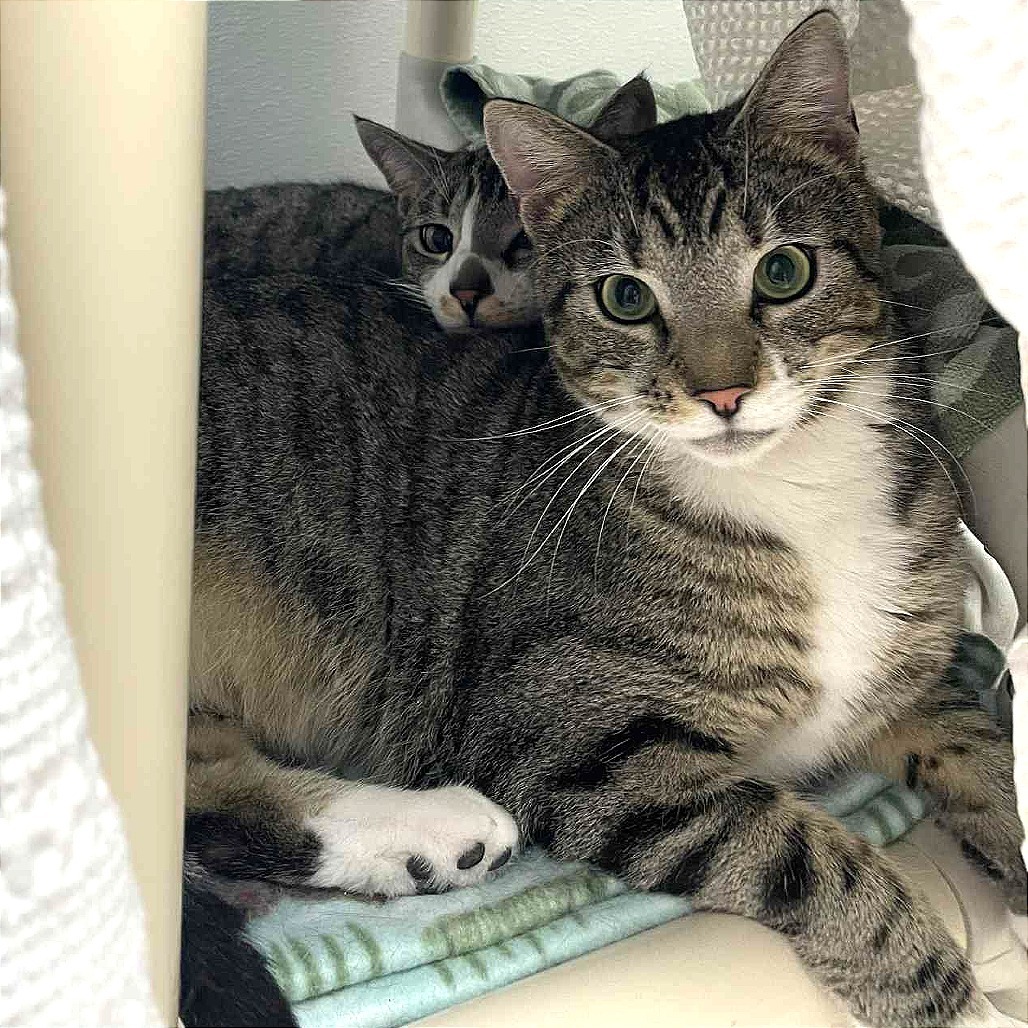 Stewie, an adoptable Domestic Short Hair in St. Helena, CA, 94574 | Photo Image 4