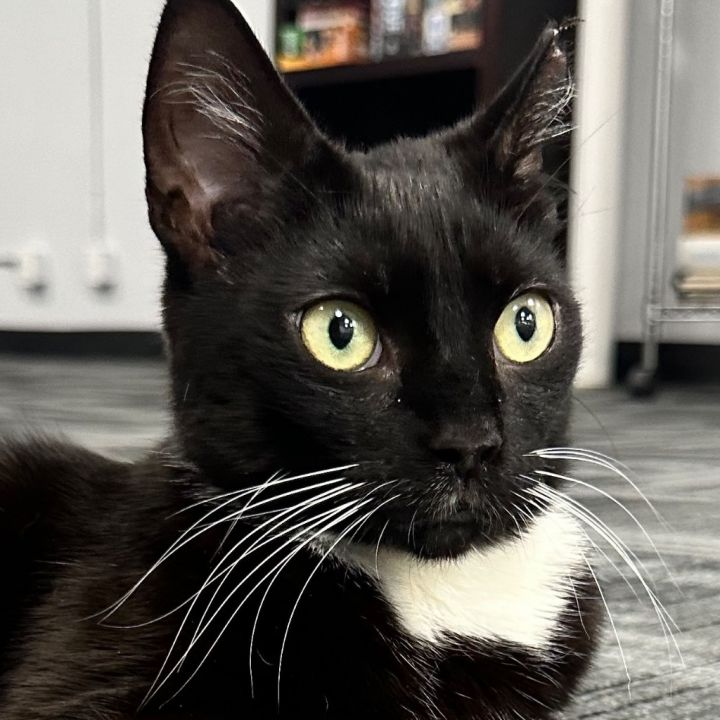 Tux 1