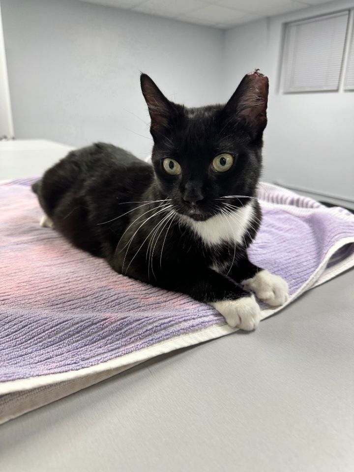 Tux 2