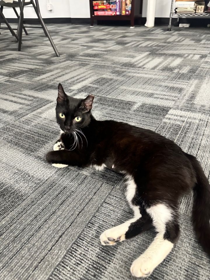 Tux 4