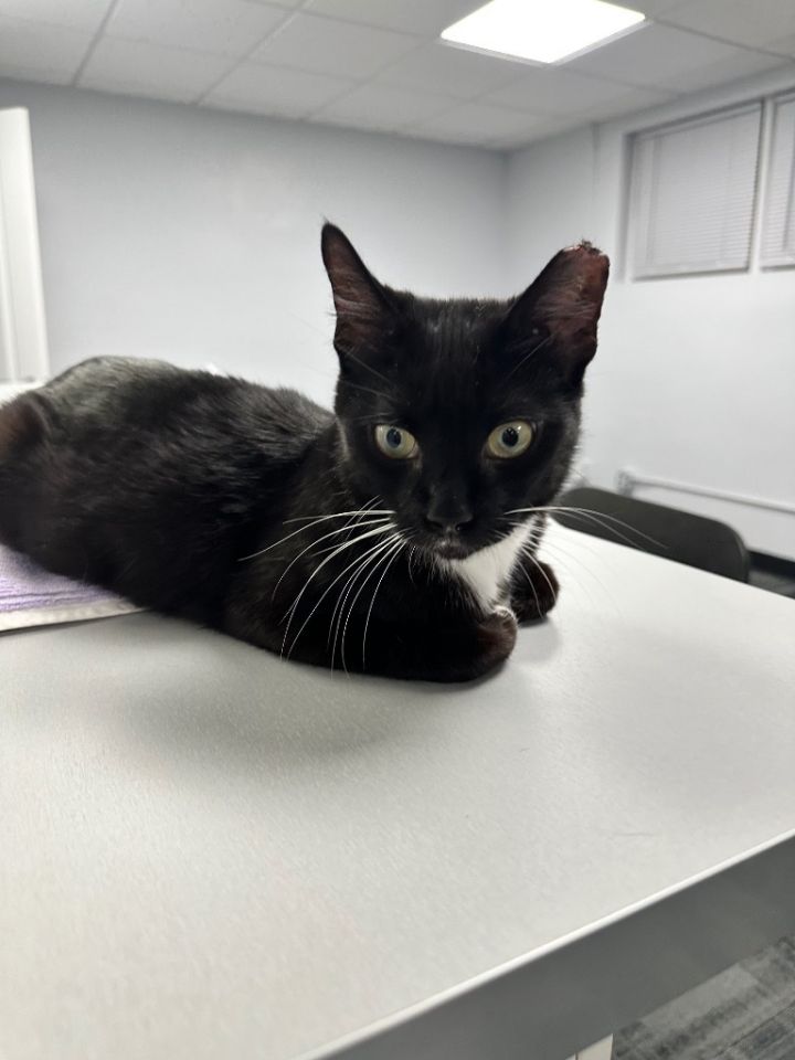 Tux 5