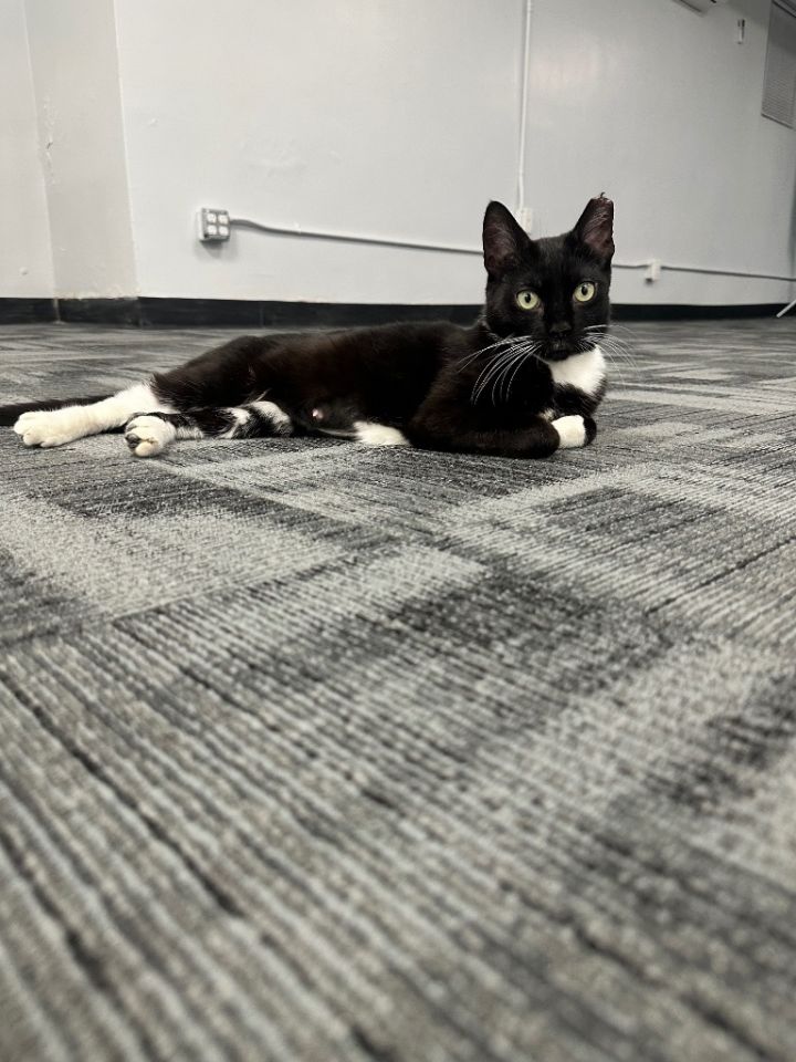 Tux 6