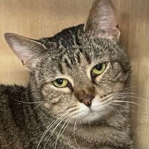 A sweet three year old Ava is an independent girl who once she knows you will shower you with aff