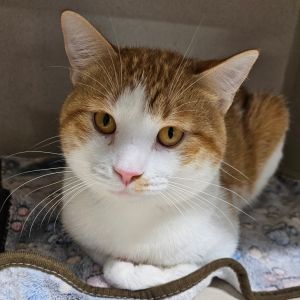 Lil Fella, Adult Male Domestic Short Hair