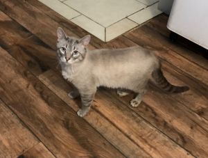 Sir Whisper-Fuzz, Young Male Siamese