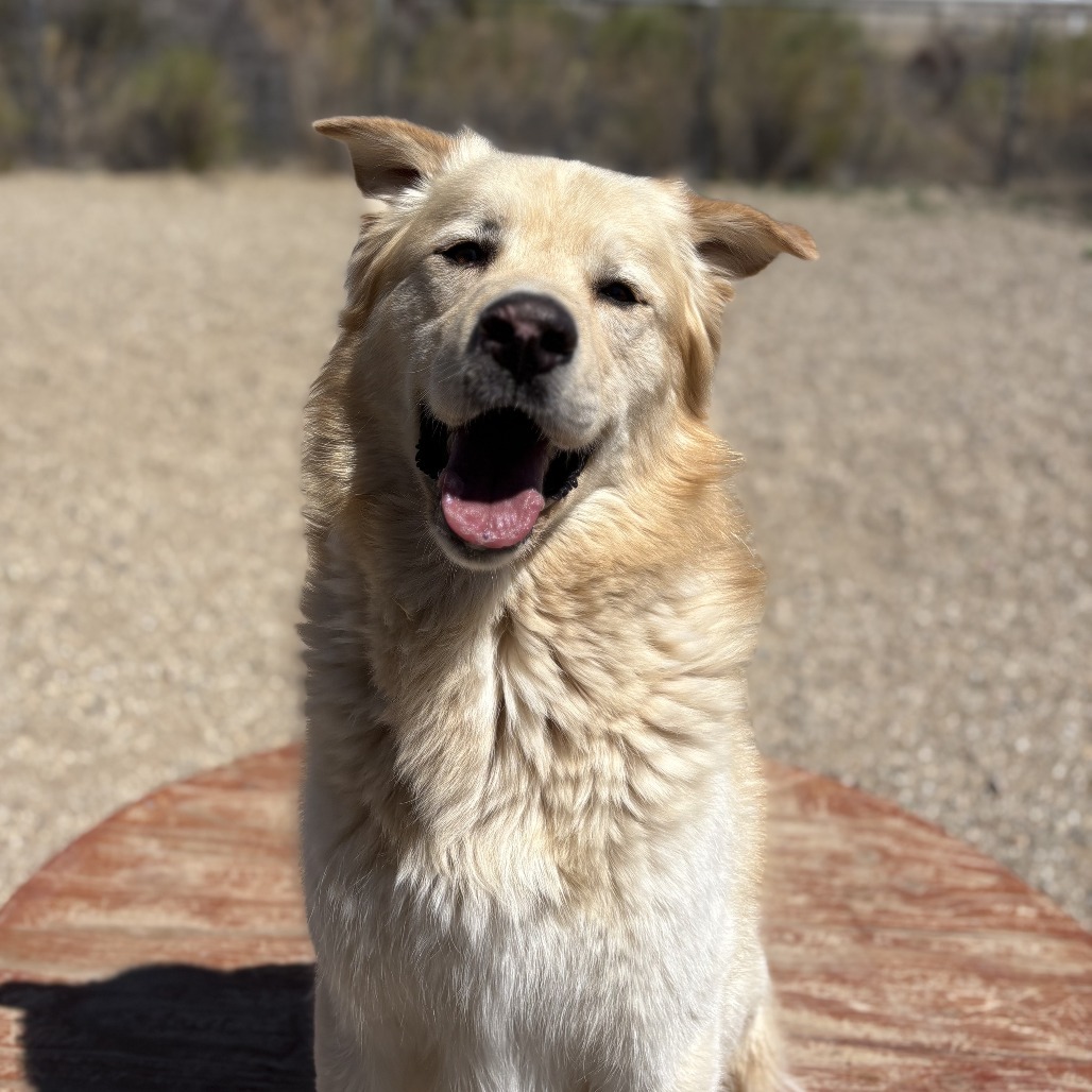 Pancho, an adoptable Golden Retriever, Husky in Wickenburg, AZ, 85390 | Photo Image 1