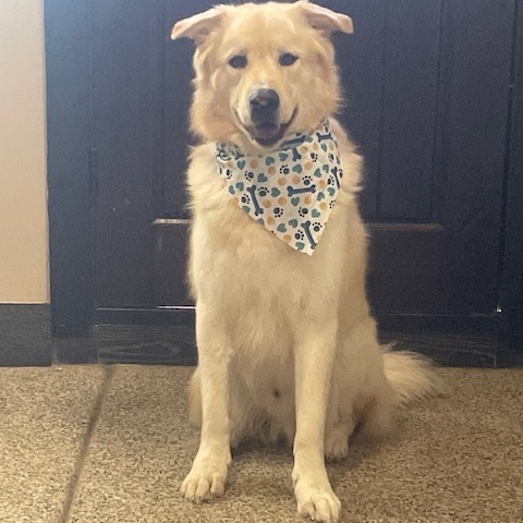 Pancho, an adoptable Golden Retriever, Husky in Wickenburg, AZ, 85390 | Photo Image 2