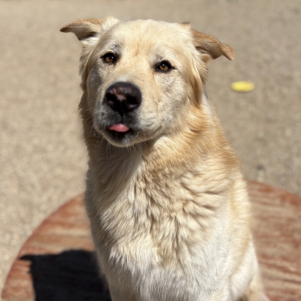 Pancho, an adoptable Golden Retriever, Husky in Wickenburg, AZ, 85390 | Photo Image 3