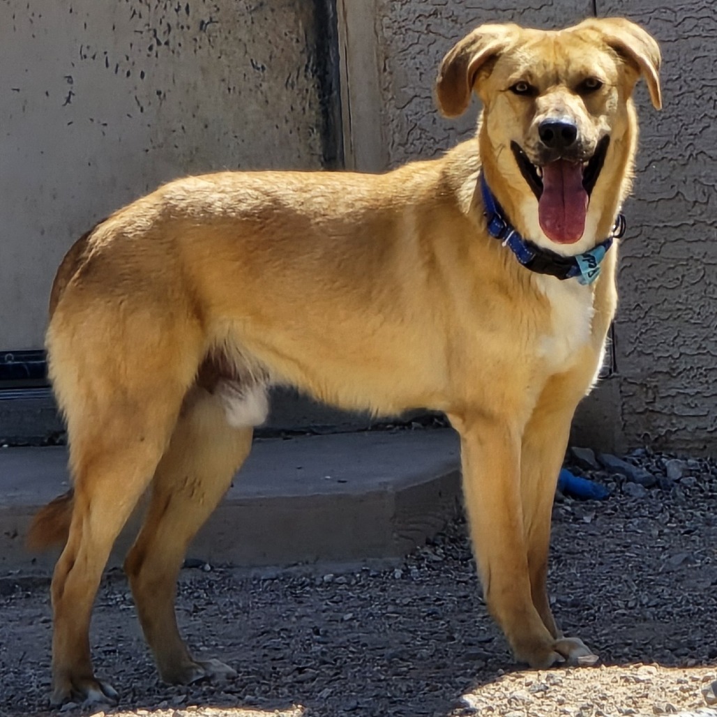 Redmond, an adoptable Catahoula Leopard Dog in Wickenburg, AZ, 85390 | Photo Image 1