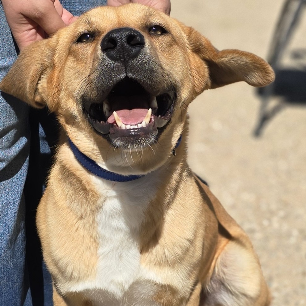 Redmond, an adoptable Catahoula Leopard Dog in Wickenburg, AZ, 85390 | Photo Image 2