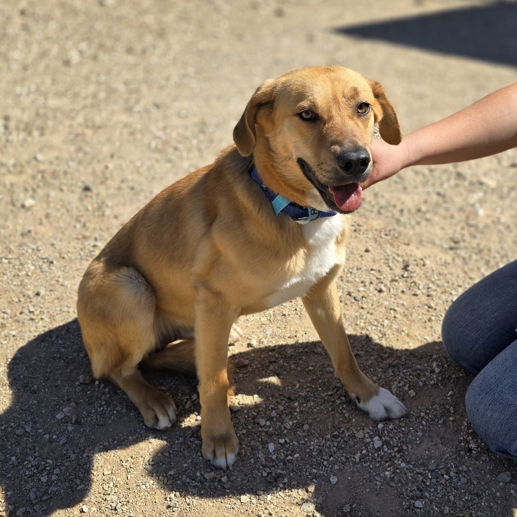Redmond, an adoptable Catahoula Leopard Dog in Wickenburg, AZ, 85390 | Photo Image 3