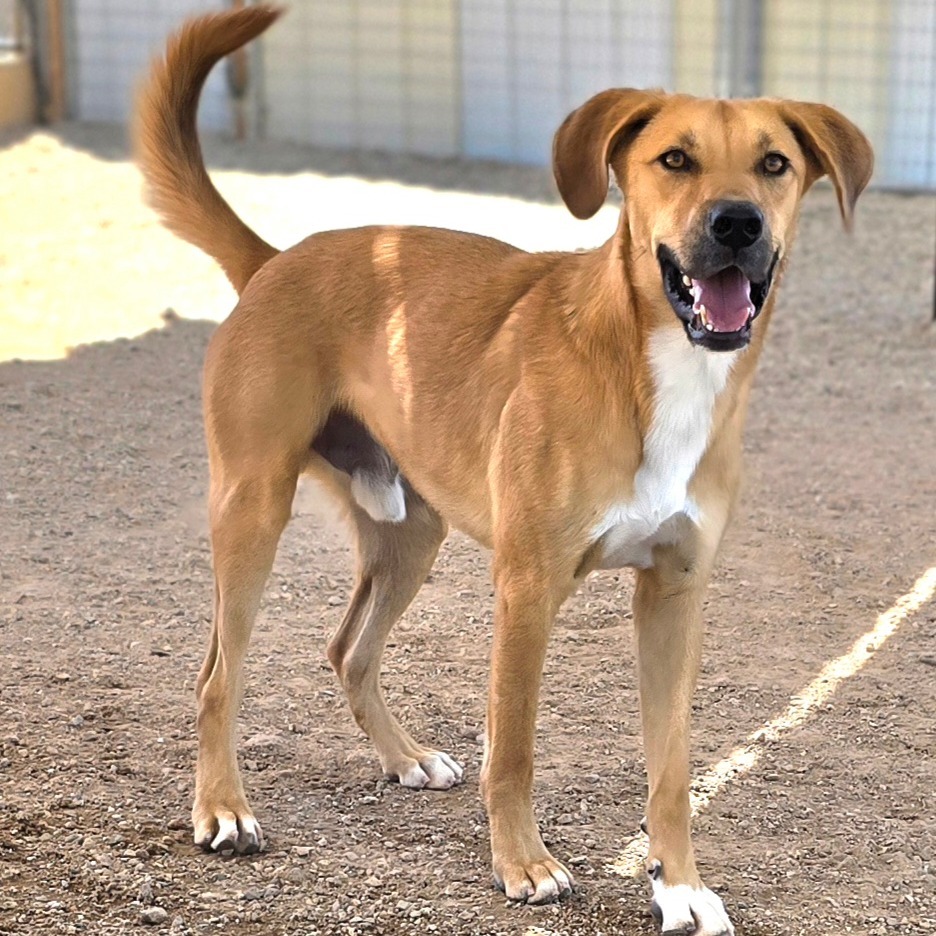 Redmond, an adoptable Catahoula Leopard Dog in Wickenburg, AZ, 85390 | Photo Image 5