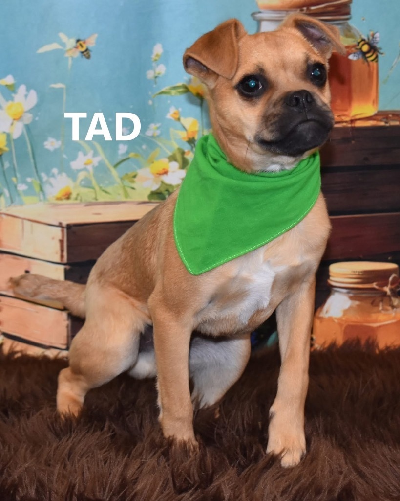 Tad