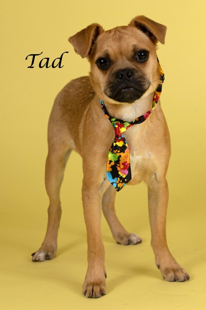 Tad