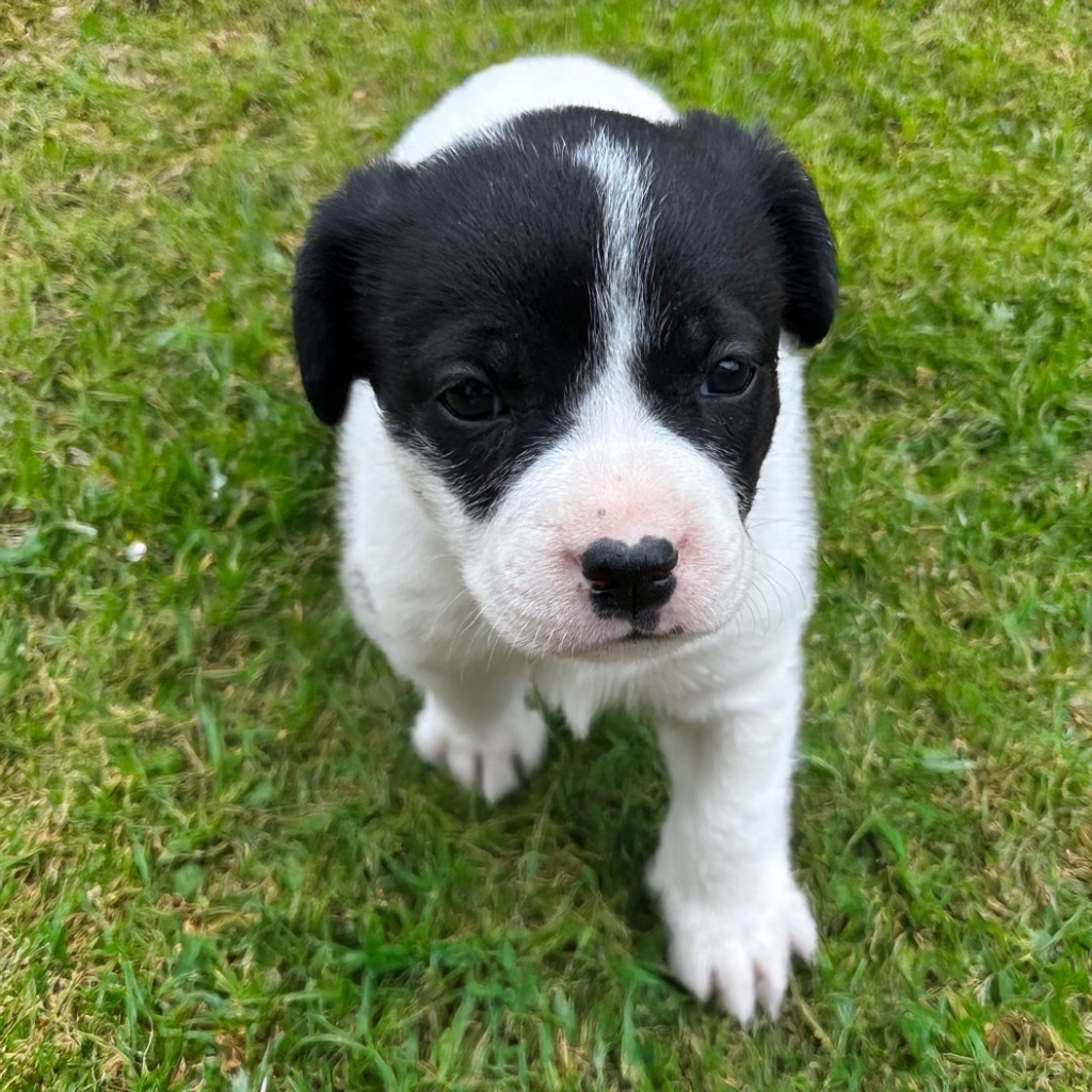 Nilla