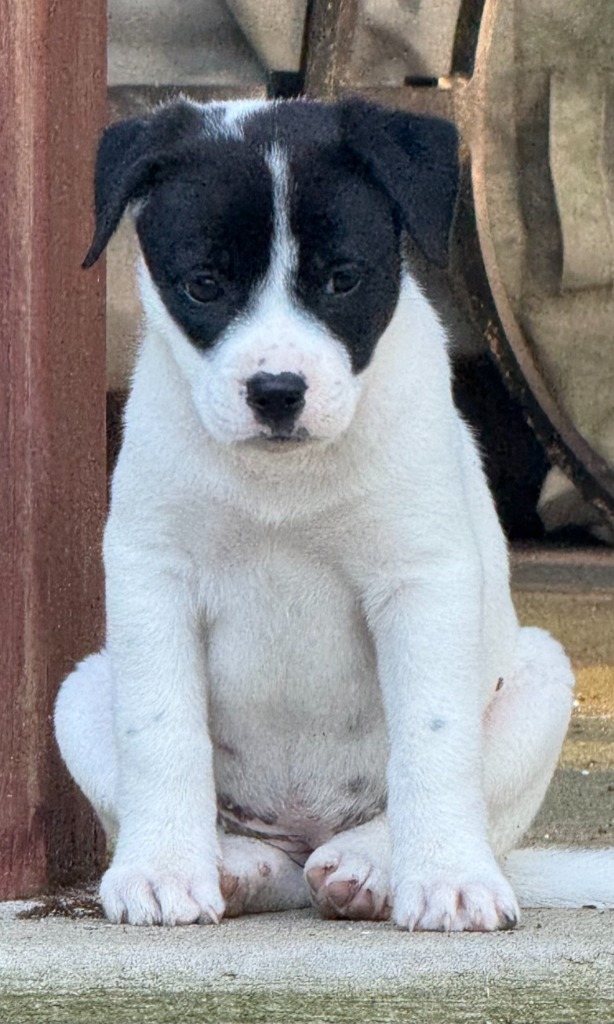 Nilla